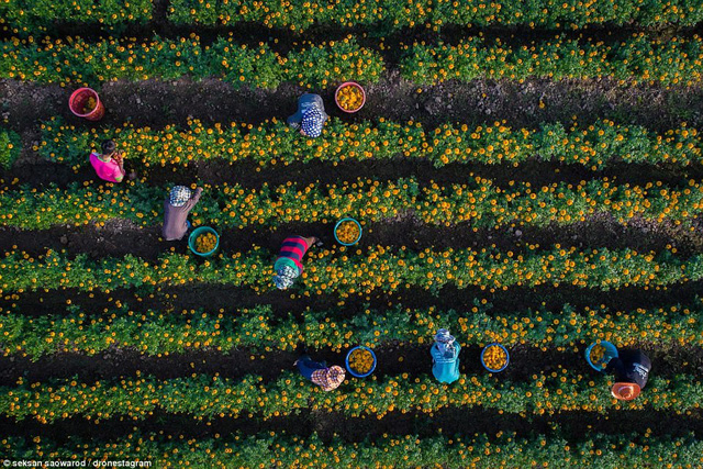 Nông dân Thái Lan thu hoạch hoa cúc vạn thọ tại tỉnh Sukhothai, Thái Lan
