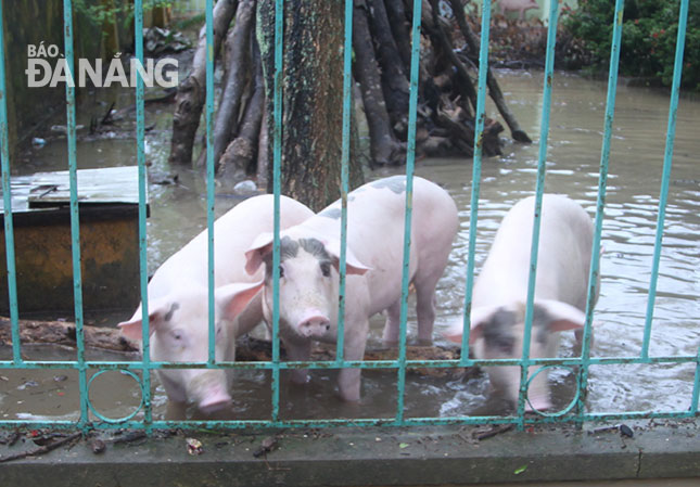 Huyện Hòa Vang có chủ trương không để phát sinh số hộ chăn nuôi mới và số lượng đàn vật nuôi trong các khu dân cư đông đúc kể từ năm 2018. 