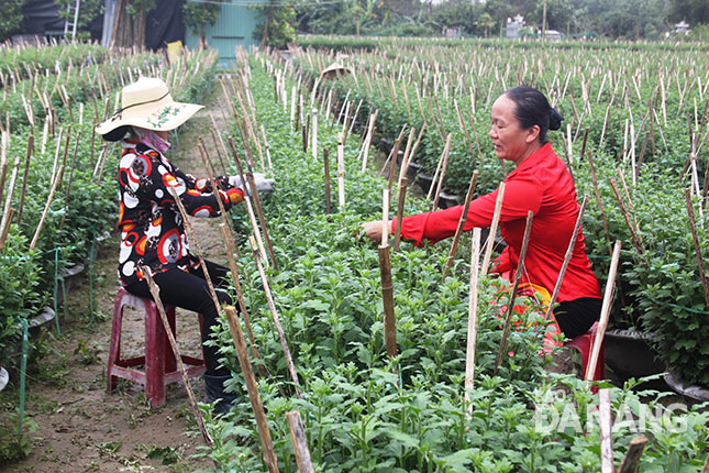 Các chủ vườn đã điều khiển thành công cúc đại đóa ra nụ, thuê nhiều nhân công ngắt bớt các nụ thừa để hoa nở to đúng Tết. Ảnh: KHÁNH HÀ