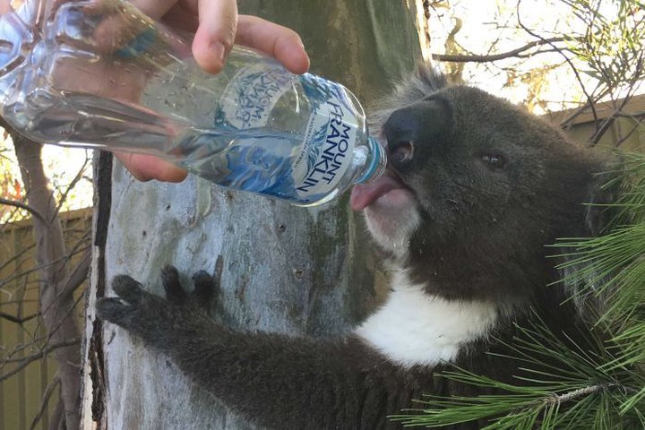 Chú gấu koala tại vườn thú Adelaide giải khát.