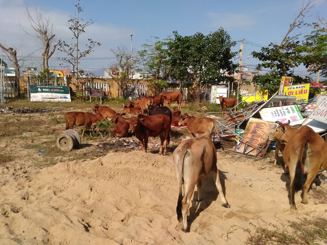 Đàn bò được dẫn về khoảnh đất trống cạnh UBND phường Hòa Hải. 