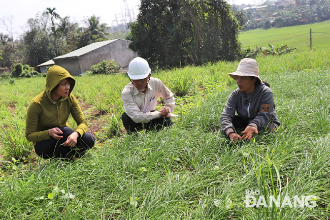 Photo: A view of a ‘cu kieu’ growing area