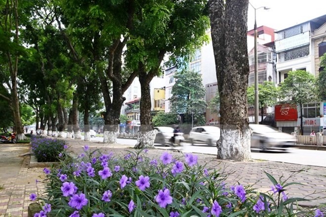 Trees grow in Hà Nội. The new regulation is expected to better protect trees. —VNA/VNS Photo Read more at http://vietnamnews.vn/society/421292/government-to-impose-fine-for-damaging-trees.html#RgoIz0MdbRAfZABe.99