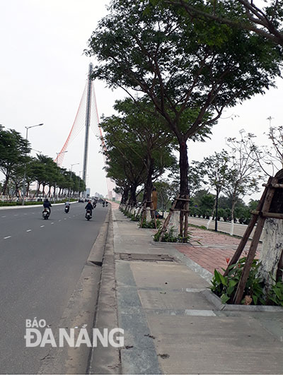 Dọn dẹp vôi vương vãi gốc cây xanh đường Duy Tân - Trần Thị Lý