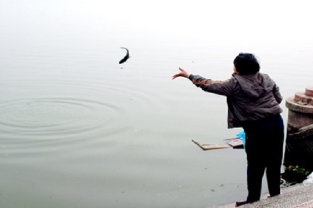 People go to ponds and set the bought-from-market carp free to water