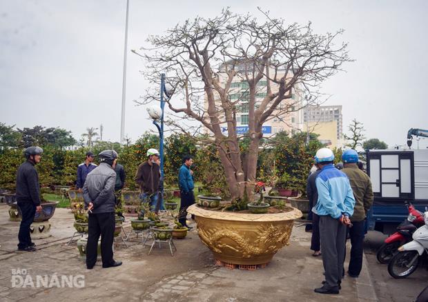 An 100-year-old yellow apricot tree is being sold at 2 billion VND.