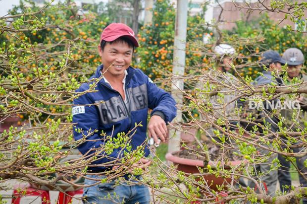  A Tet flower trader taking care of his yellow apricot blossom trees