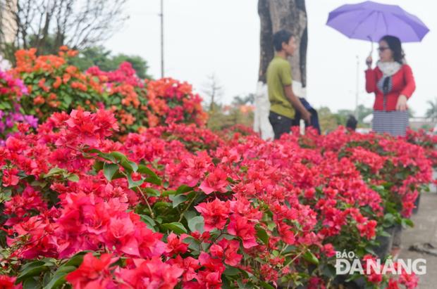 Red bougainvillea pots are being offered at prices ranging between 200,000 VND and 1 million VND each.