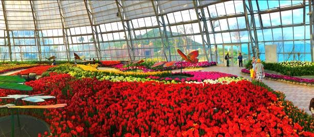 Lễ hội hoa tulip nằm trong nhà ôn đới, có quy mô lớn nhất Việt Nam hiện nay.