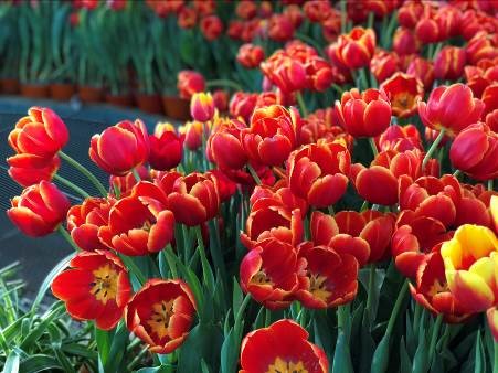 Mỗi màu hoa tulip mang một ý nghĩa biểu trưng cho tình yêu hoàn mỹ.