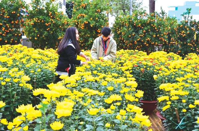 Sắc vàng hoa cúc và hoa hướng dương tràn ngập chợ Hoa Xuân.