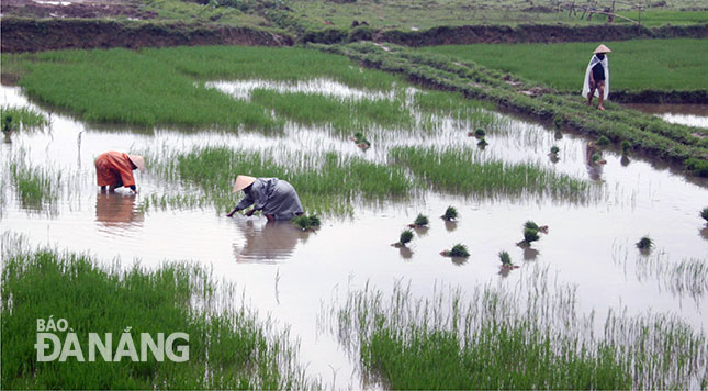 Nông dân tỉa dặm lúa ở những thửa ruộng ngập úng, bị sinh vật có hại phá.