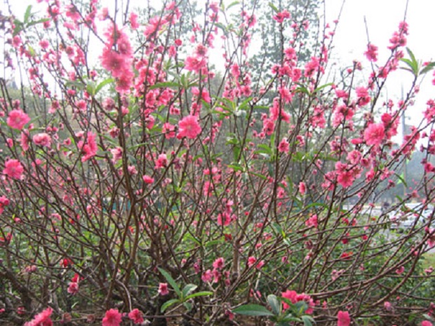 Peach blossoms - peaceful and elegant