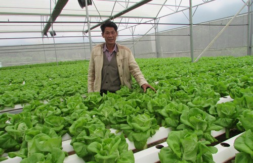 Nguyen Thang at his greenhouse vegetable area. — Photo danviet.vn