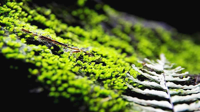 The rick vegetation in Chu B'Luk cave system