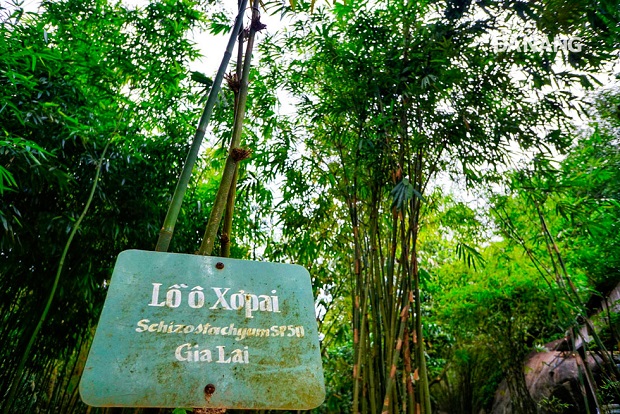  A board introducing the name and origin of a bamboo tree