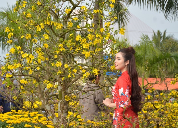 A beautiful lady in ‘ao dai’ (Viet Nam's traditional long dress) taking photo with yellow apricot blossoms (Photo: Minh Tri)