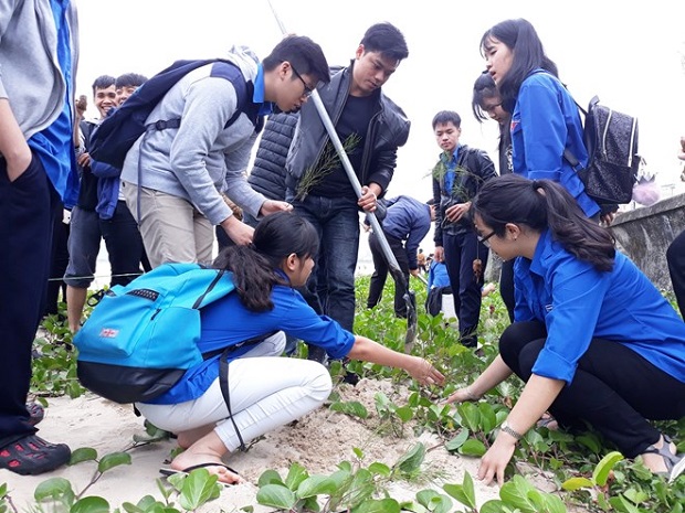 Youths in Da Nang plant casuarina trees (Photo: thanhnien.vn)