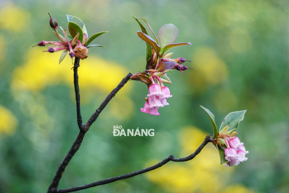hoa Đào Chuông thường nở rộ vào thời điểm cuối Đông đến giữa Xuân (từ tháng 1 đến giữa tháng 3 hàng năm)