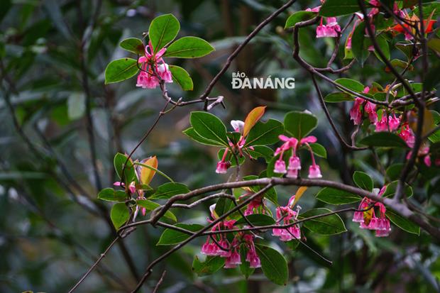 The flower is named by locals since its petals look like pink bells hanging from the branches of a tree.