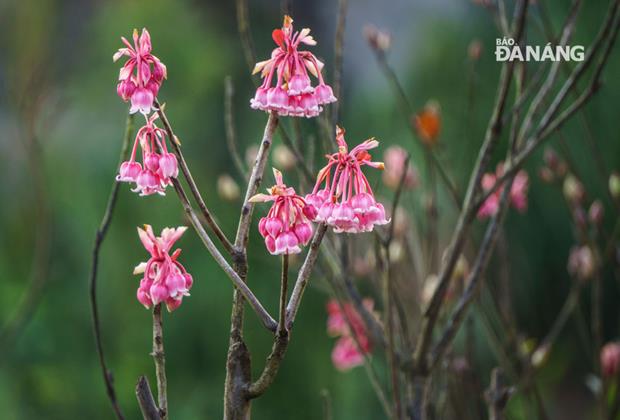    It is a genus of flowering plants of the rhododendrons family.