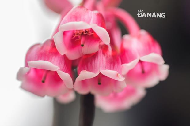 Bell-shaped peach blossoms shine their colourful beauty in the warm spring weather.