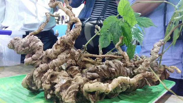 A 10-year-planted Ngọc Linh ginseng is introduced at a Ginseng Fair in Nam Trà My district in Quảng Nam Province.