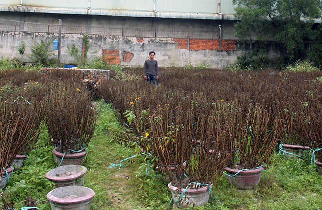 A total of 1,300 chrysanthemum pots withered due to the polluting activities of the Dana-Y factory