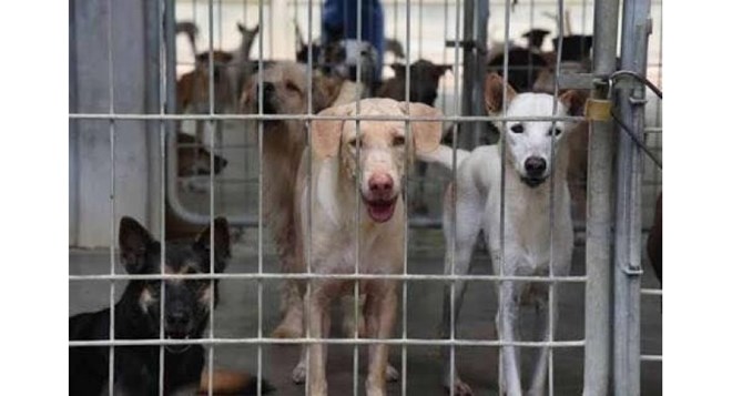 Dogs detained a quarantine centre. (Source: nationmultimedia.com)