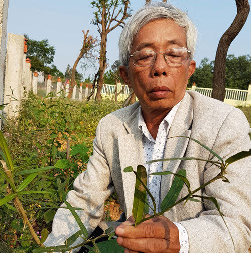 Lương y Trần Đình Niên với cây thuốc quý Xáo tam phân đang được trồng tại thôn Cẩm Toại Tây, xã Hòa Phong. Ảnh: V.T.L