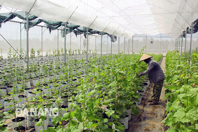 Huyện Hòa Vang tập trung các giải pháp ưu tiên thu hút đầu tư vào lĩnh vực nông nghiệp ứng dụng công nghệ cao. Trong ảnh: Mô hình sản xuất nông nghiệp công nghệ cao do doanh nghiệp đầu tư thành công tại vùng rau Phú Sơn Nam, xã Hòa Khương.