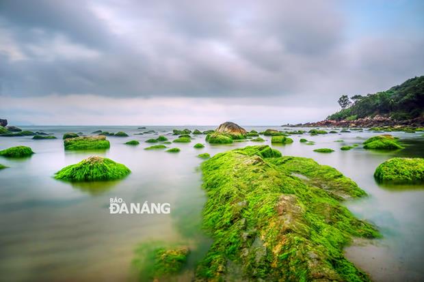  Rocks are covered with green moss.