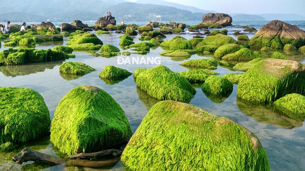  Visitors to the venue have the opportunity to admire numerous mossy rocks on clear blue water.