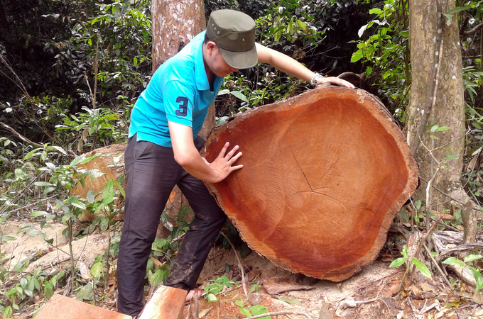 Nhiều cây gỗ to bị xẻ thịt trong khu bảo tồn ở Quảng Nam
