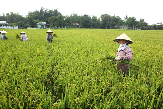 Nông dân thôn Yến Nê 2 đã sản xuất được các loại lúa giống mang lại hiệu quả kinh tế cao.