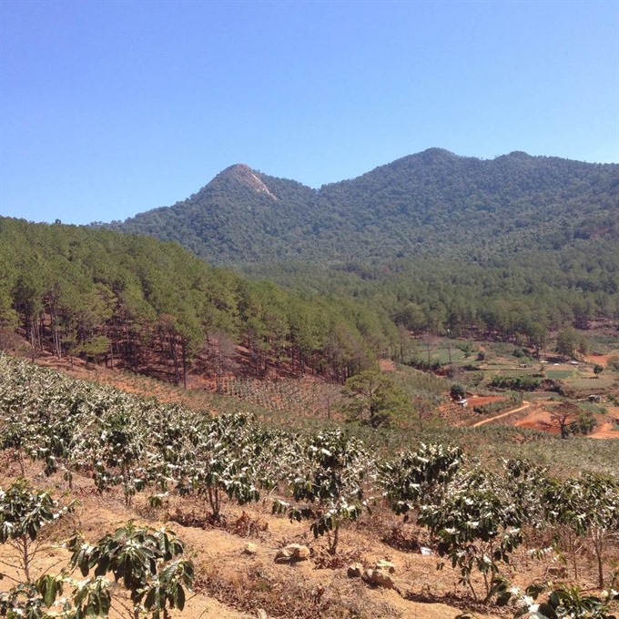 At the source: Coffee plants in bloom in Lang Biang mountain, Đà Lạt City, home to most of the Arabica coffee in Việt Nam. Read more at http://vietnamnews.vn/life-style/426118/vietnamese-coffee-inspires-american-coffee-geek.html#cxZF4FXwIBEAwLI6.99