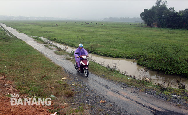 Sở Nông nghiệp và Phát triển nông thôn thành phố đề nghị khôi phục sản xuất 20ha ở cánh đồng Chợ.           