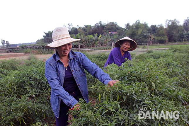 Nhờ hỗ trợ kỹ thuật và vốn, nhiều bà con nông dân huyện Hòa Vang đã mạnh dạn trồng thử nghiệm các loại cây trồng mới cho năng suất cao. Ảnh: Đ.H.L