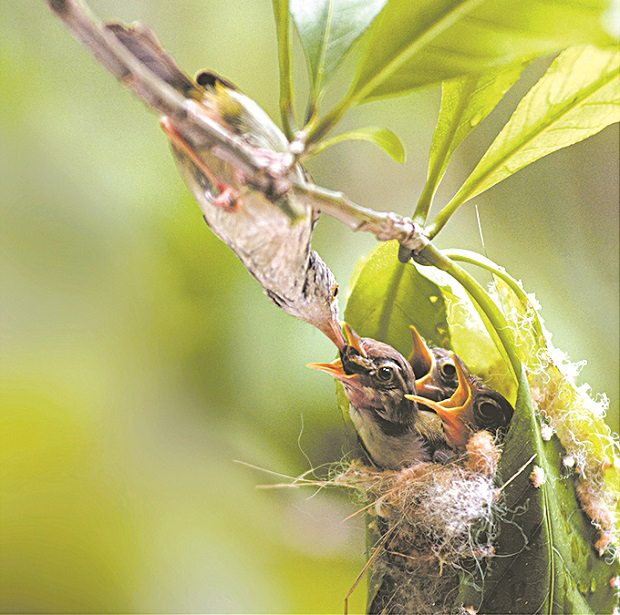  … Mom Moi (Feeding) by Phung Duc Dung …