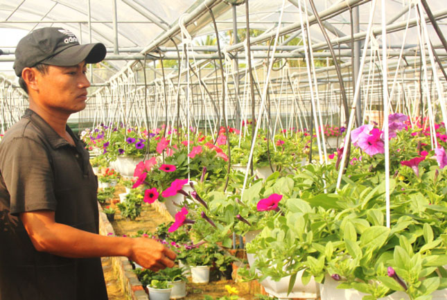 Huyện Hòa Vang hỗ trợ mô hình sản xuất hoa treo ứng dụng công nghệ cao mang lại hiệu quả kinh tế cao.  								    Ảnh: HOÀNG HIỆP