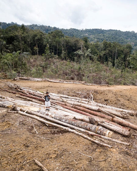 Bất chấp những phát hiện đó của giới khoa học, đập Batang Toru vẫn được triển khai thực hiện với những khoảng rừng bị “cạo trọc”.