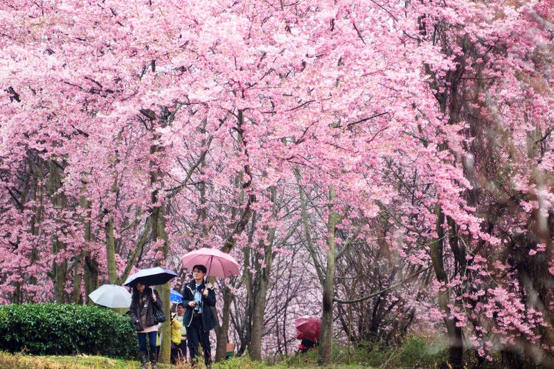 Top 3 địa danh có mùa hoa anh đào đẹp nhất châu Á