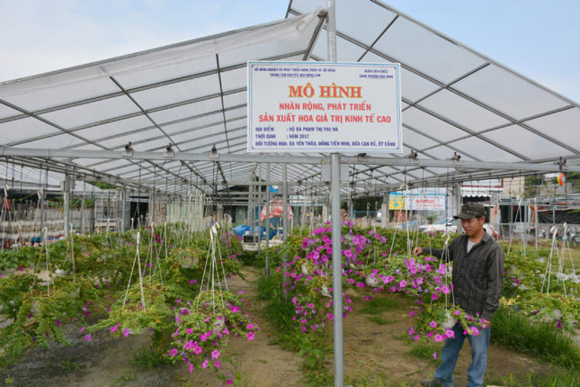 Anh Công với mô hình “Nhân rộng, phát triển sản xuất hoa giá trị kinh tế cao” do Sở Nông nghiệp và Phát triển nông thôn thành phố Đà Nẵng hỗ trợ.