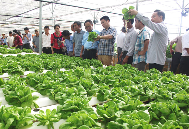 Lãnh đạo Trung tâm Khuyến nông quốc gia và các tỉnh, thành phố tham quan mô hình sản xuất nông nghiệp ứng dụng công nghệ cao ở xã Hòa Ninh.  Ảnh: HOÀNG HIỆP