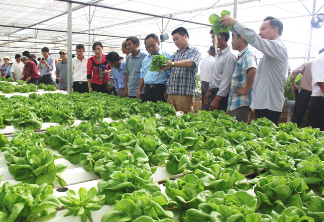 Representatives from the National Centre for Agricultural Extension, and the authorities of localities the south-central coastal region visiting a hi-tech agricultural production model in Hoa Ninh Commune (Photo: Hoang Hiep)