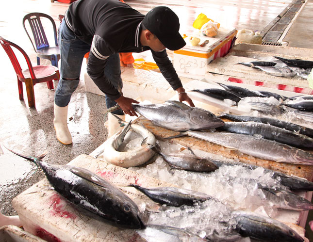  The origin of seafood on sale right at the Tho Quang Fishing Wharf and the city’s Seafood Wholesale Market has been always traced carefully