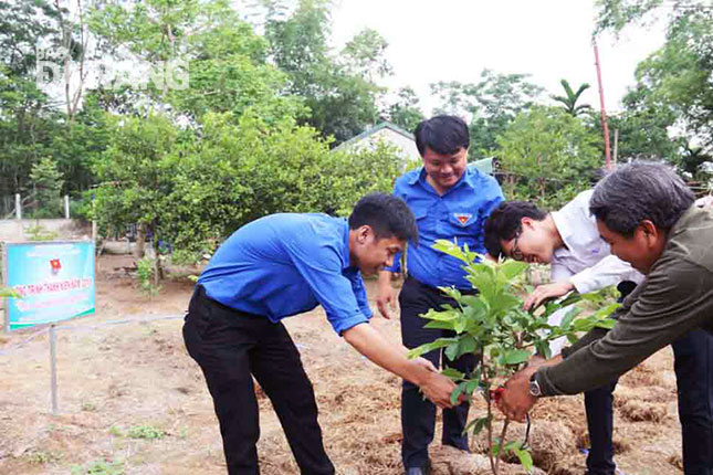 Thanh niên huyện Hòa Vang hướng dẫn kỹ thuật chăm sóc cây ổi cho hộ ông Trần Bốn.