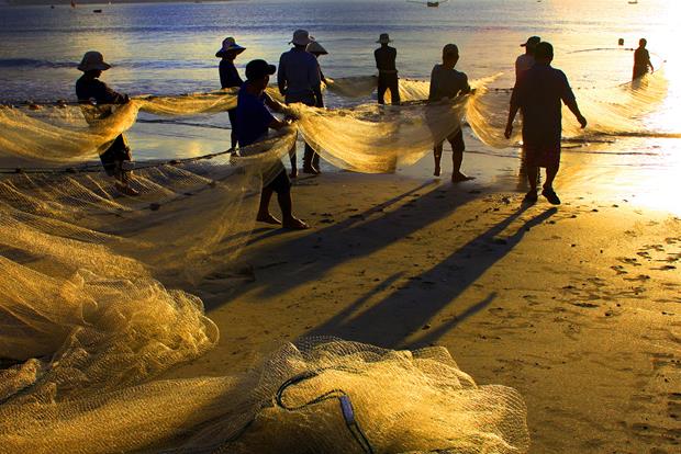 Local fishermen busy pulling in their fishing nets at the Man Thai Beach in Son Tra District (Photo: Nhan Mui)