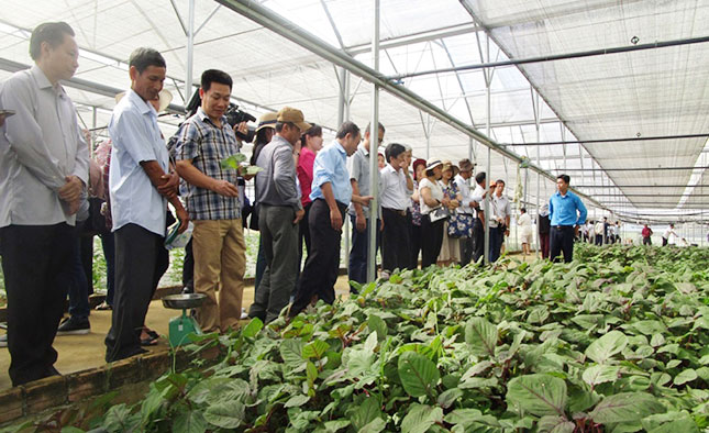 Mô hình nông nghiệp ứng dụng công nghệ cao tại Hòa Vang. Ảnh: Thanh Thủy