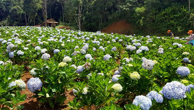 Wonderful Cam Tu Cau (Hydrangea) flowers here